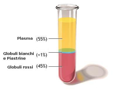 Composizione del sangue: 55% plasma, 45% globuli rossi, meno dell'1% globuli bianchi e piastrine